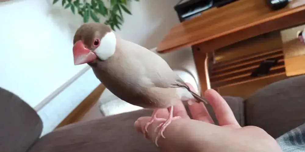 img of 文鳥と暮らす ~「溺愛とは?」と思っていた時期が私にもありました【日記】