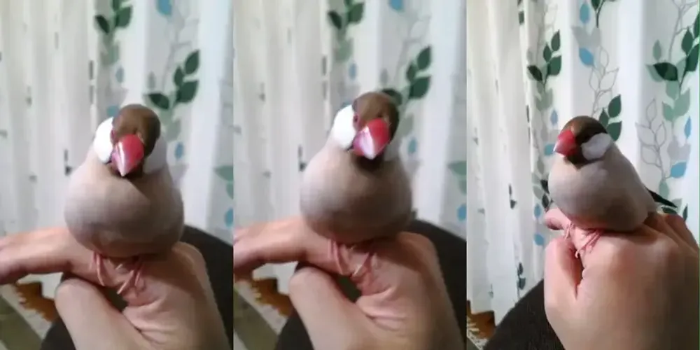 img of 文鳥と暮らす ~これまでの1年をふり返って【日記】