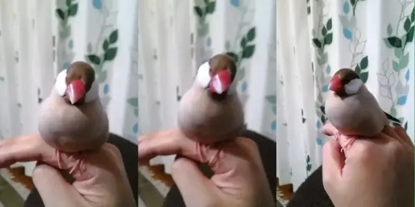 img of 文鳥と暮らす ~これまでの1年をふり返って【日記】